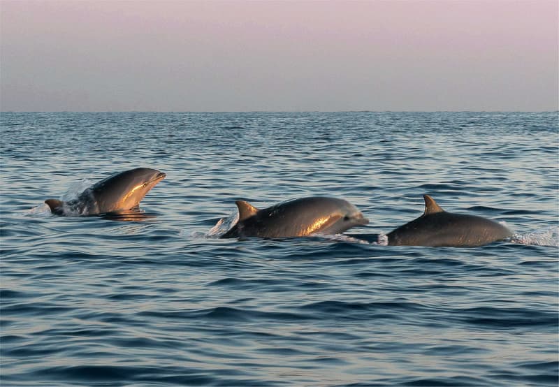 bahia-hotel-samara-costa-rica-dolphin-watching